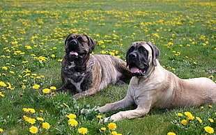 two adult Bulldogs on yellow petaled flower field HD wallpaper