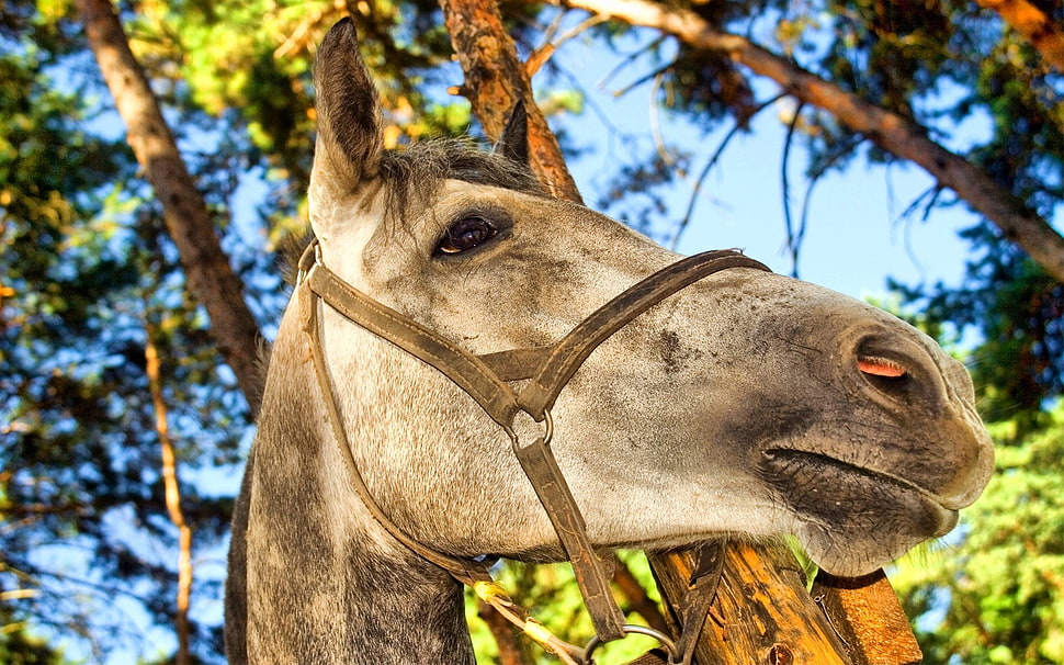 gray horse HD wallpaper
