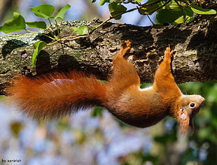 red squirrel, animals, squirrel, upside down HD wallpaper