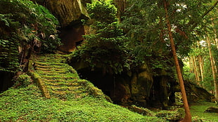 photo of caverns during daytime, overgrown, stairs HD wallpaper