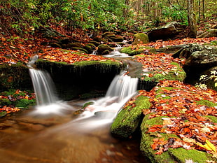 timelapse photography of river surrounded by dried leaves landscape