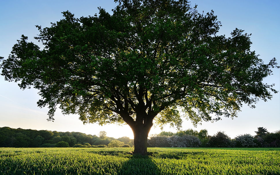 lone tree standing under sunlight during daytime HD wallpaper