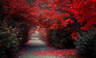 red trees HD wallpaper
