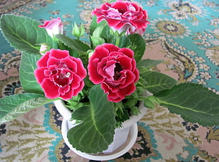 pink Geranium flower in white vase HD wallpaper
