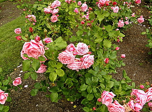 pink Rose flowers