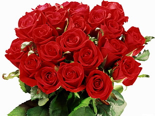 red Roses photo HD wallpaper