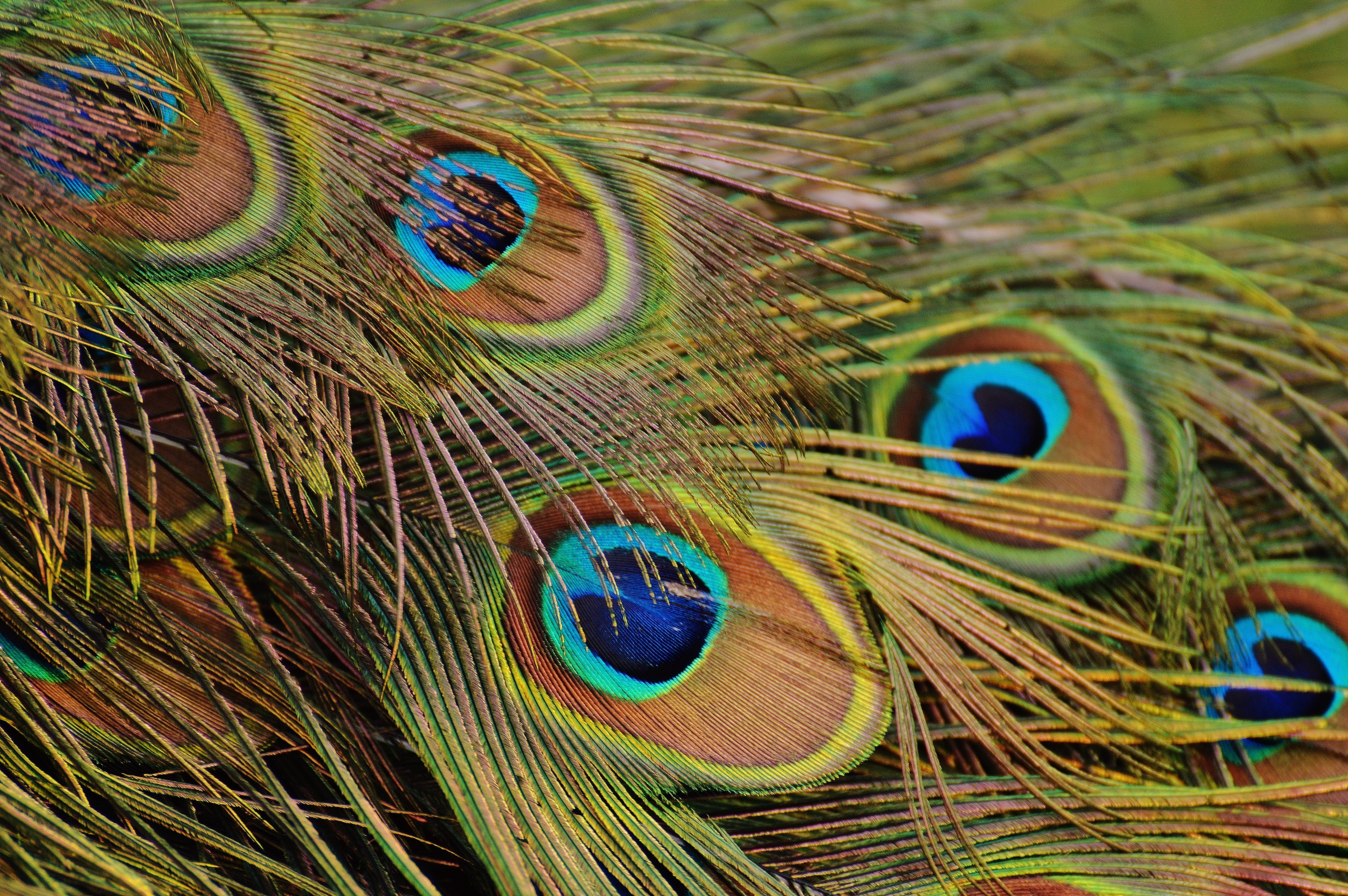 close up photo of peacock feathers