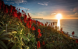 red flowers, flowers, sea, sunlight, sky