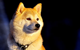 selective focus photography of white dog