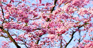 pink cherry blossom in bloom at daytime