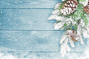 white flowers, Christmas, New Year, fir-tree HD wallpaper