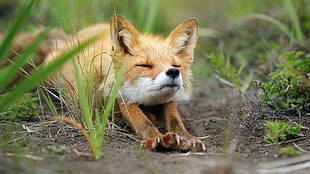brown fox, fox, animals, nature, stretching HD wallpaper