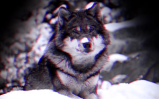 gray and white wolf, anaglyph 3D, wolf, animals HD wallpaper