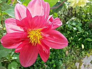 pink petaled flower closeup photo