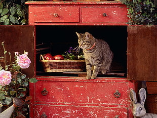 brown tabby cat in red wooden cabinet HD wallpaper