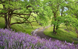 purple Lavender Fields HD wallpaper