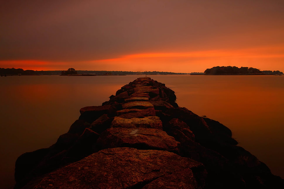 panoramic photo of dike during golden hour, pine orchard HD wallpaper