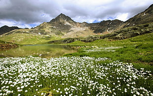 white flower field near rocky mountain wallpaper, landscape, mountains, flowers HD wallpaper
