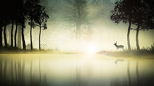 silhouette of deer in forest, digital art, fantasy art, animals, deer HD wallpaper
