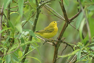 yellow bird on tree branch, horicon marsh HD wallpaper