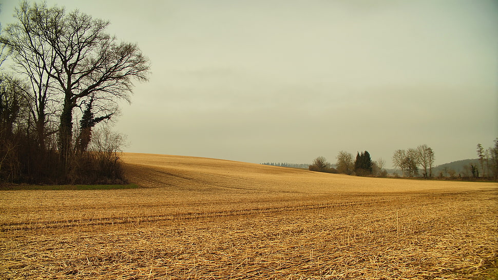 photo of dry yellow field, menzingen, menzingen HD wallpaper