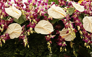 white and pink petaled flower