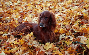 adult Irish Red Terrier lying on maple leaves during daytime HD wallpaper