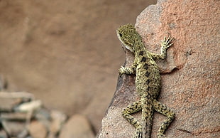 brown and black lizard, lizards HD wallpaper