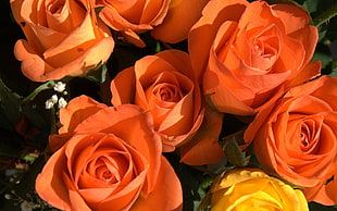 orange Roses