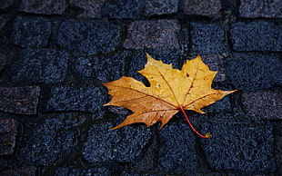 brown maple leaf, macro, leaves, pavements, wet street HD wallpaper