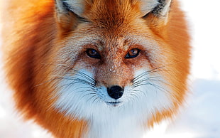 photo of Fox with white background