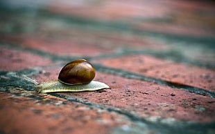 selective focus photography of brown snail HD wallpaper