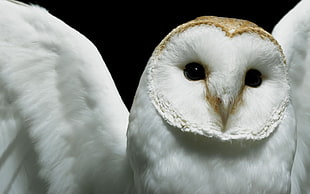 white owl, owl, closeup, Deftones HD wallpaper