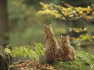 closeup photography of two Cheetahs