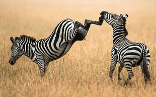 two adult Zebras, zebras, animals HD wallpaper