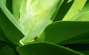 red ladybugs on plants HD wallpaper
