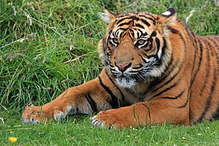 Bengal tiger lying on grass during day