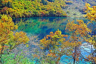 yellow and green leaves trees bear lake HD wallpaper