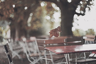 selective focus photography of falling Maple leaf on mid air near tables