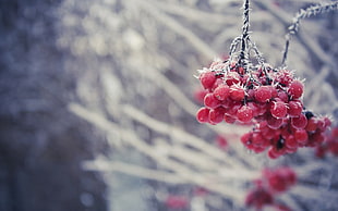 bunch of red cherry fruits, berries, ice, frost, winter HD wallpaper