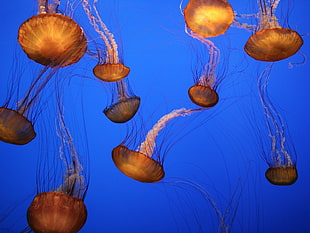 jelly fish painting, jellyfish, nature, sea, animals HD wallpaper