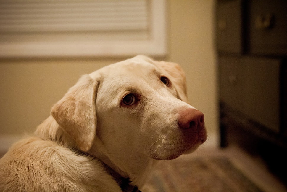 Yellow labrador retrieevr HD wallpaper | Wallpaper Flare