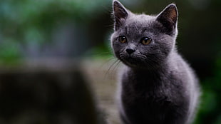 Russian blue cat, mammals, cat, animals