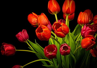 red tulip flowers in bloom close-up photo