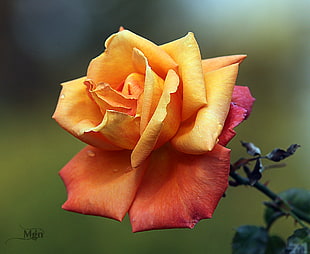 shallow focus photography of orange and red flower, rose HD wallpaper