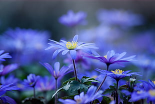 purple petaled flowers