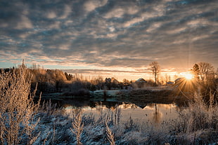 bare tree, nature, landscape, winter, sky