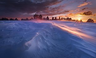 snow field, landscape, snow, nature, trees