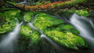 green plant lot, long exposure, Canada, green, water HD wallpaper