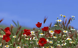 landscape photography of red flowers